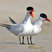 Caspian Tern